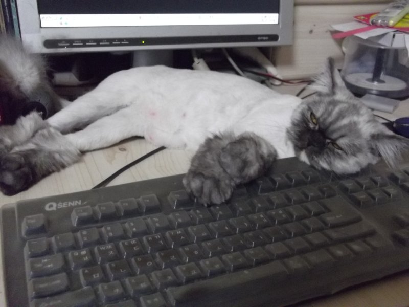 사용자 삽입 이미지