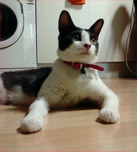 사용자 삽입 이미지